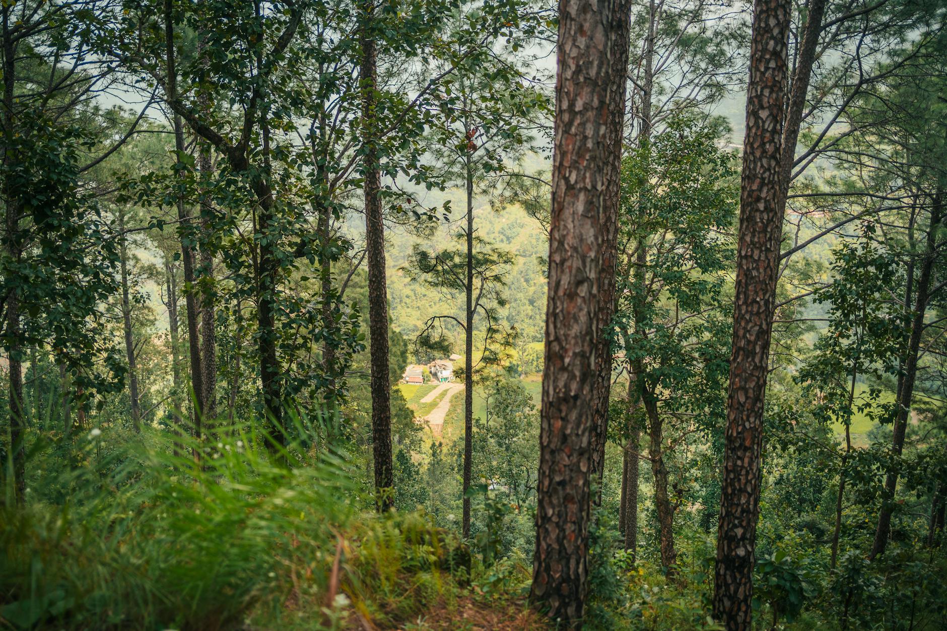 What to Expect — Timilimansingh