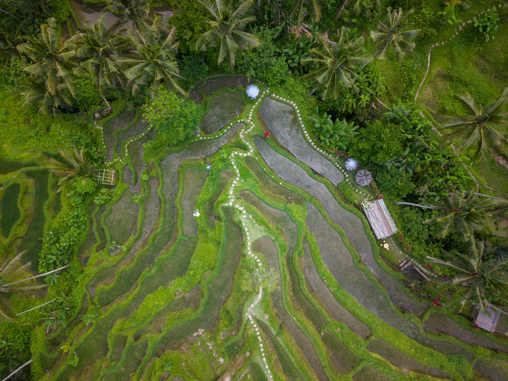 The Lifestyle — Ubud