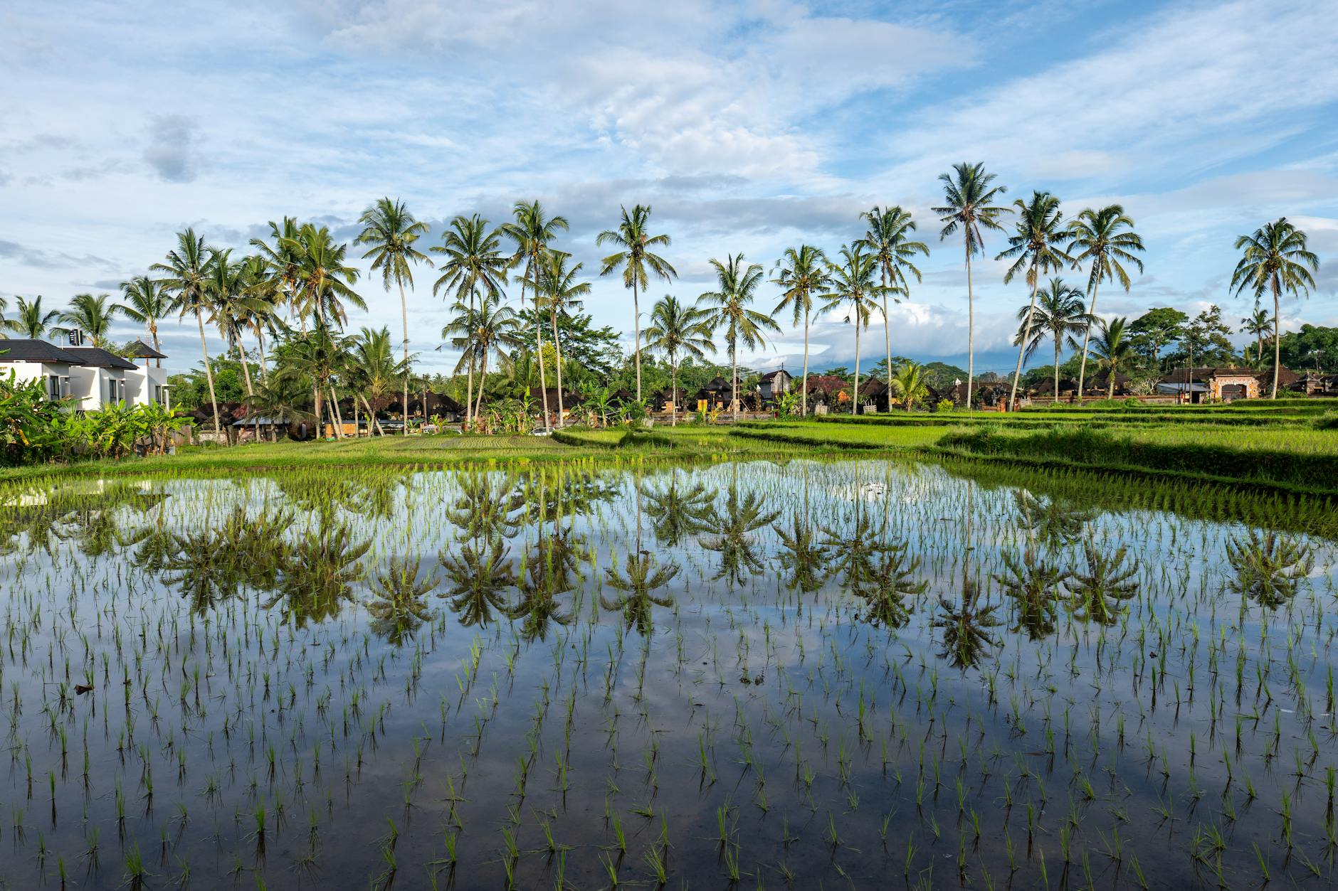 What to Expect — Ubud
