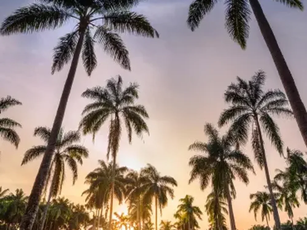 Bilvadhara, 1 BHK, Managed Farmland, in Belagodu, Sakleshpura, photo 1