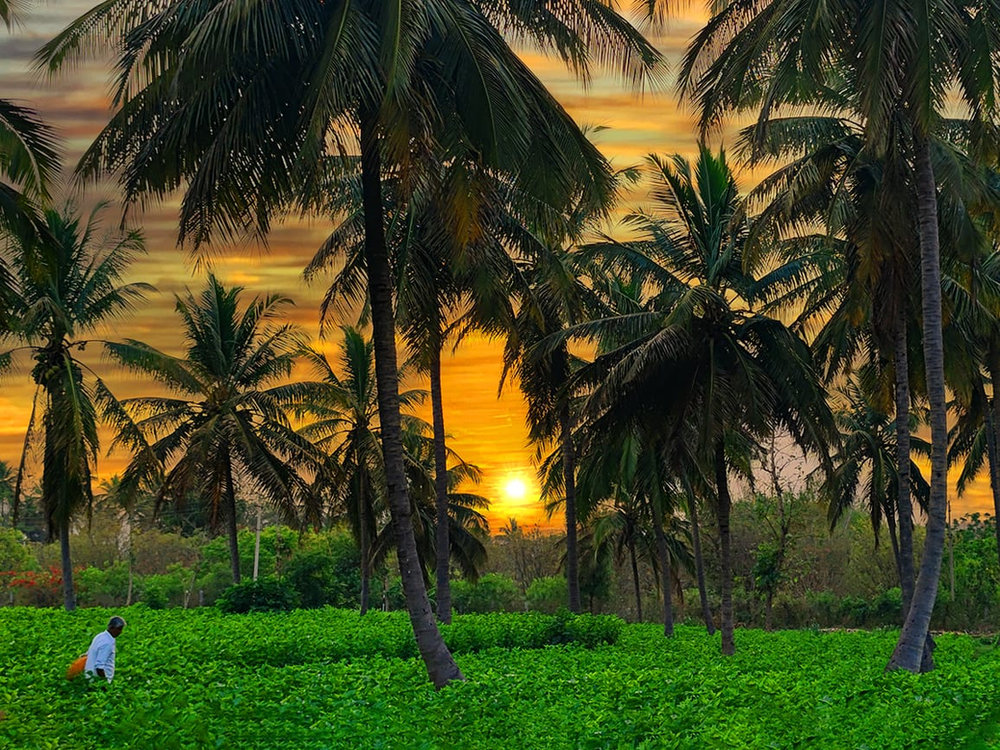 Bellevuee Farmlands, Managed Farmland, in Kanakapura, Bengaluru, photo 1